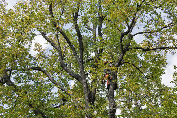 Best Seasonal Cleanup (Spring/Fall)  in Mowbray Mountain, TN